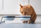 Est-il possible de mélanger de l'eau avec des croquettes pour chats sans céréales ?