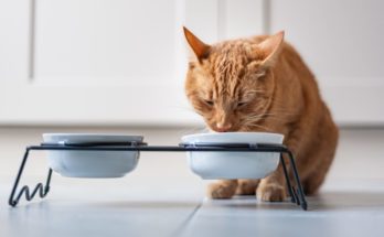 Est-il possible de mélanger de l'eau avec des croquettes pour chats sans céréales ?