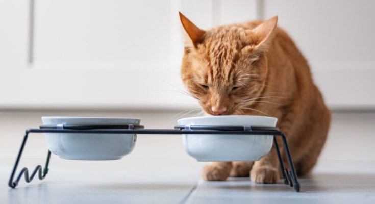 Est-il possible de mélanger de l'eau avec des croquettes pour chats sans céréales ?